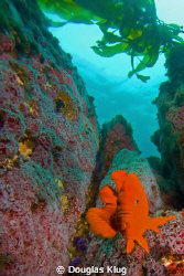 Colorful Challenge. A garibaldi defends its turf against ... by Douglas Klug 